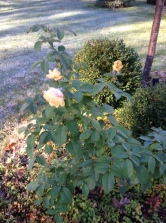 My Mother's Yellow Roses Growing Amongst The Frost Surrounding Them