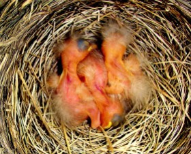 newborn robins